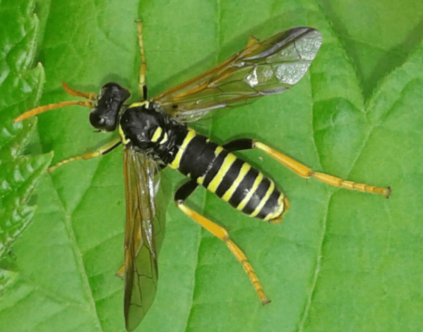 Tenthredinidae : Tenthredo scrophulariae?